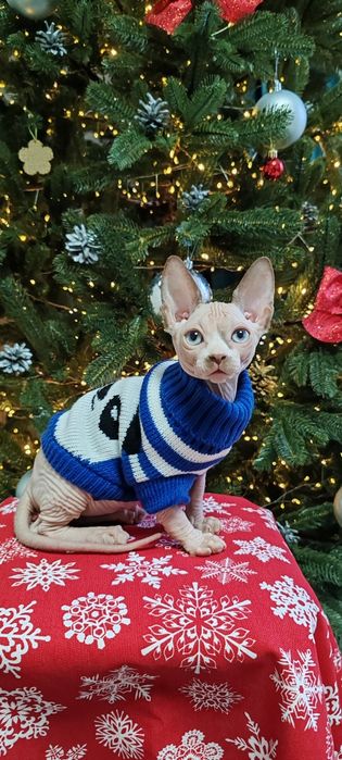 Котята из профессионального питомника