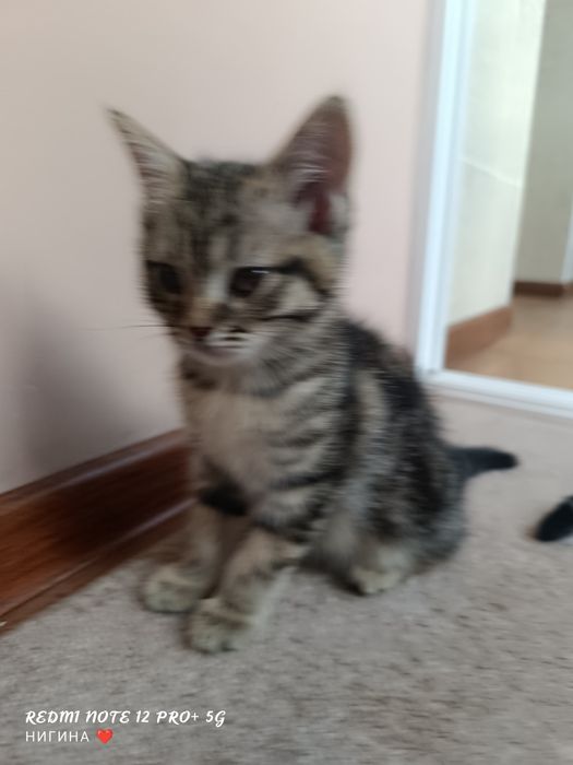 Продаются котята