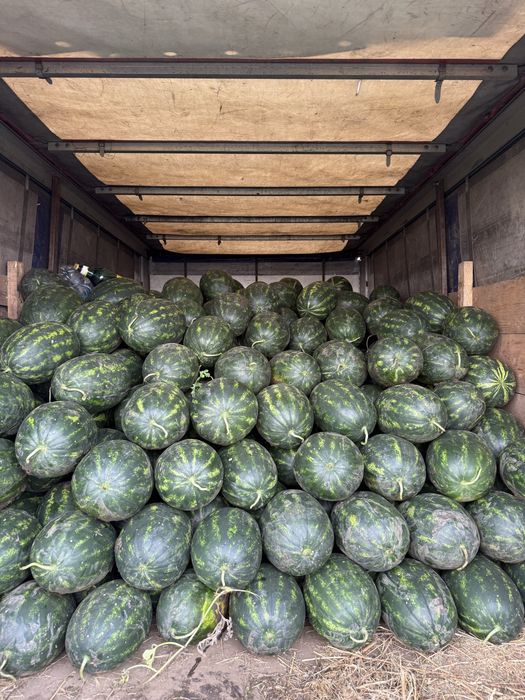 Pepeni Mirsini VISANI BRAILA