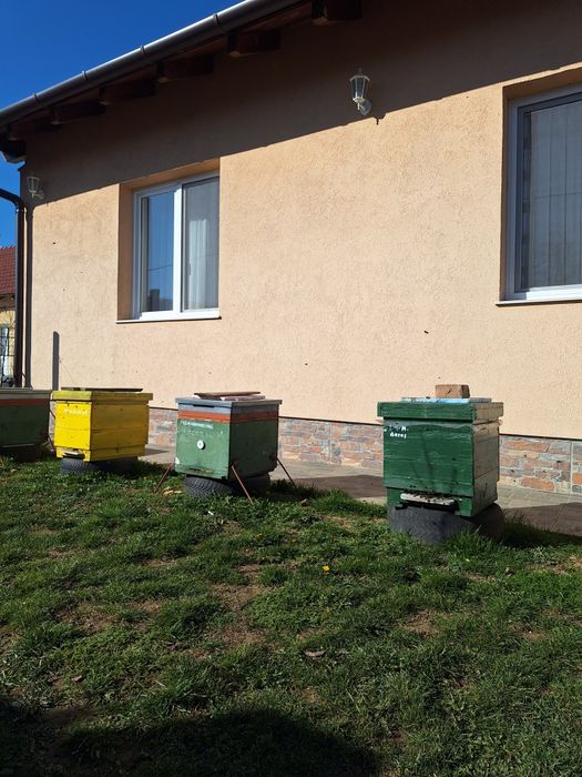 Vând familii de albine și lăzi verticale