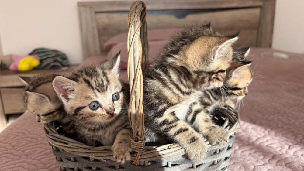 Продажа Котят британцев