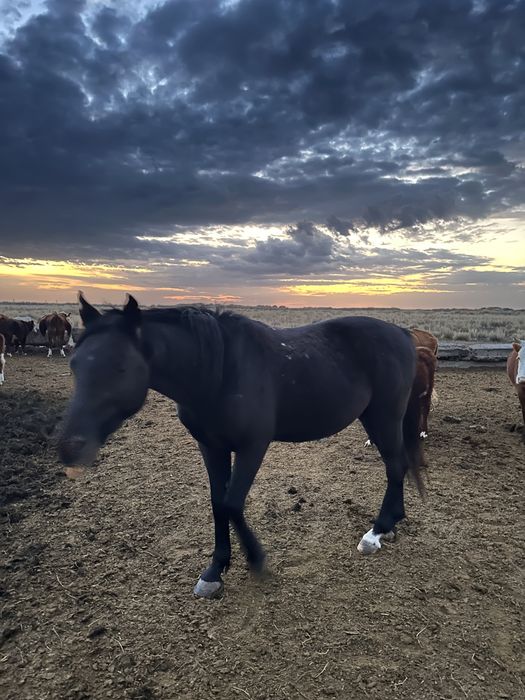 Араб полукровка айгыр