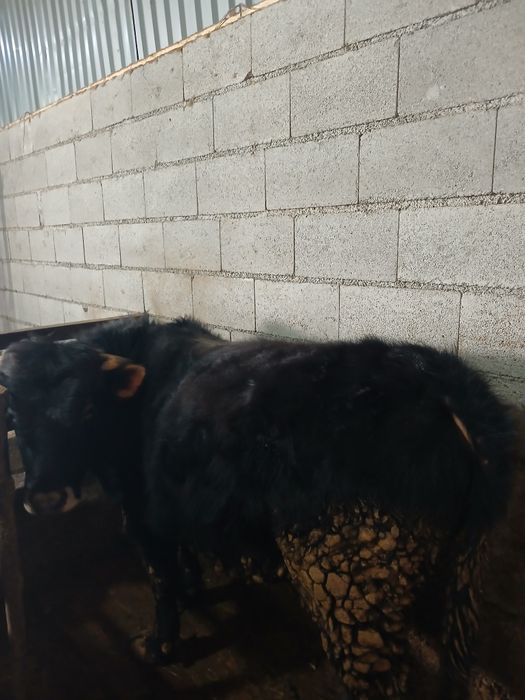 Продам быка на откорме