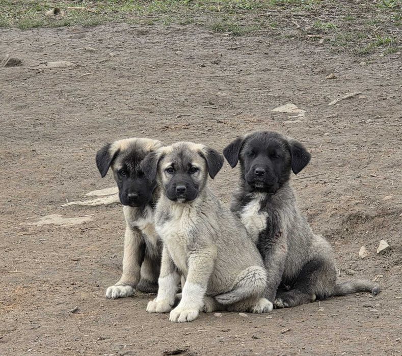 Cățel Kangal Turcesc