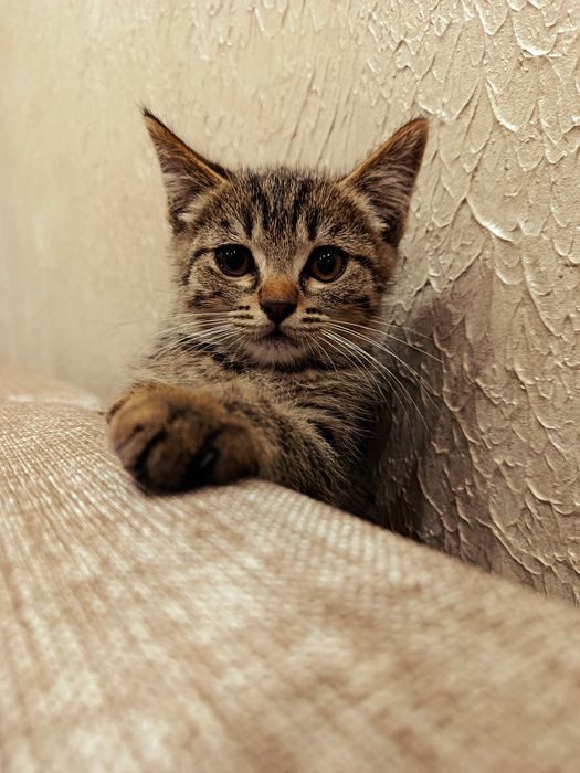 Котята бесплатно. Марғаулар тегін.