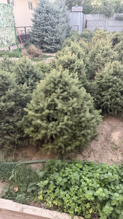 Ель Тань шанская