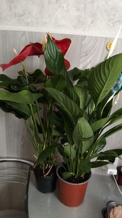 Продам антуриум,спатик,замик
