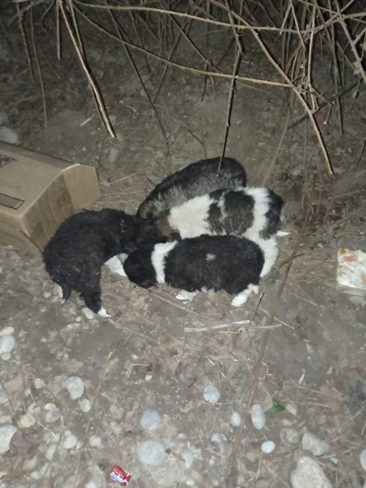 Щенки крупные в добрые руки