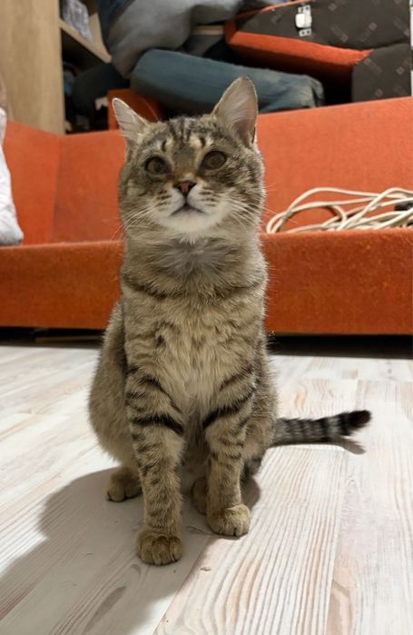 Кот и кошка СРОЧНО