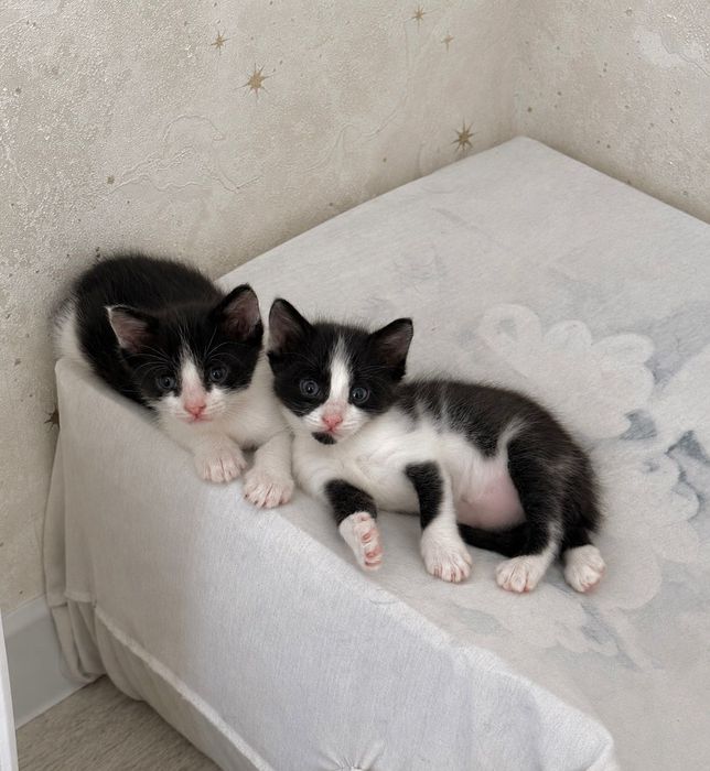Котята 1 месяц в добрые руки