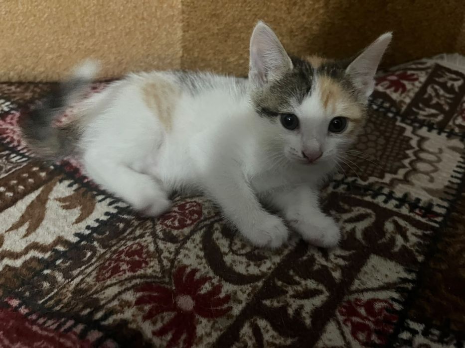 Котёночек  в хорошие  руки