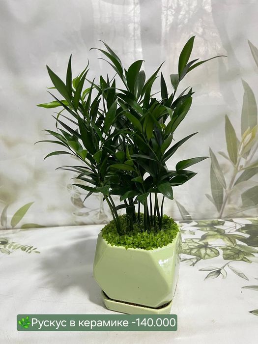 Аспарагус, Рускус, Эпипремнум, Биркин, Сансевиерия и др