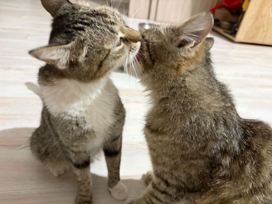 Кот и кошка СРОЧНО