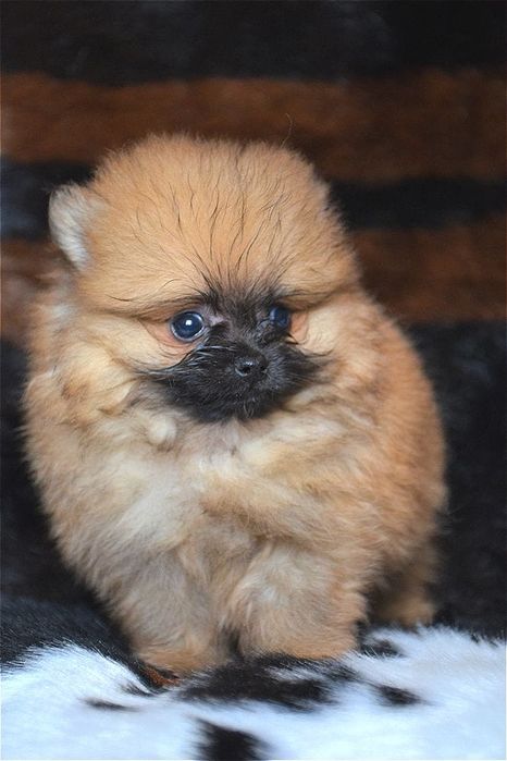 Щенки померанского шпица