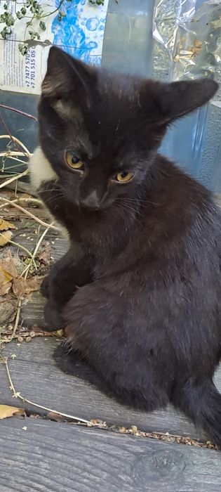 Котята две девочки! В добрые руки!