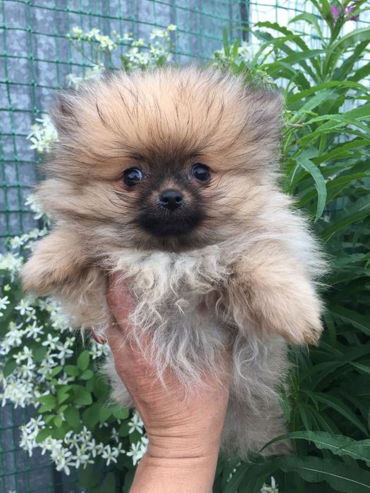 щенки померанского шпица