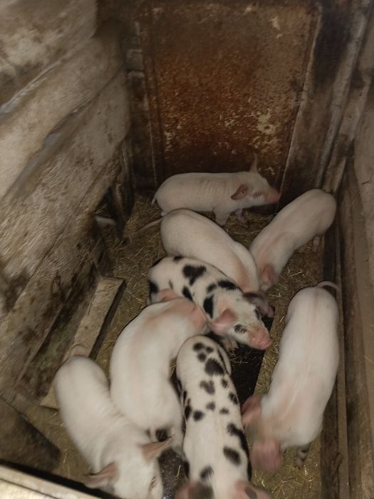 Продам поросят 1 месяц