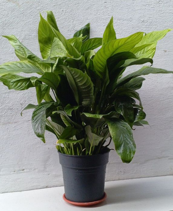 Спатифиллиум (‘Sweet Lauretta’) женское счастье. Крупнолистный сорт.