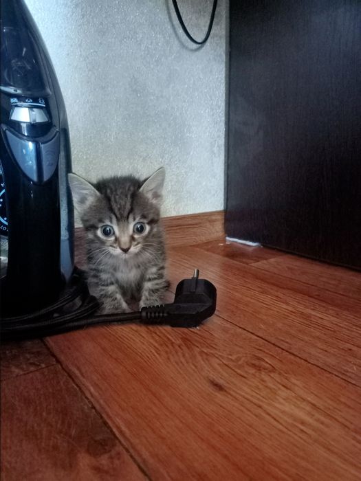 Отдадим Котят бесплатно.