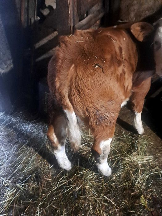 Vaca bună de ținut