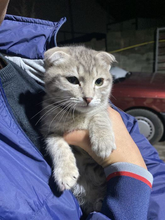 Бесплатно отдаю