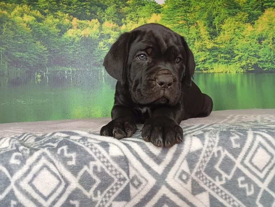 Кане Корсо cane Corso Italiano