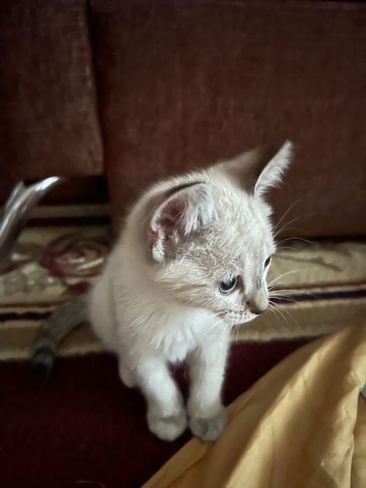 Сямский котенокк