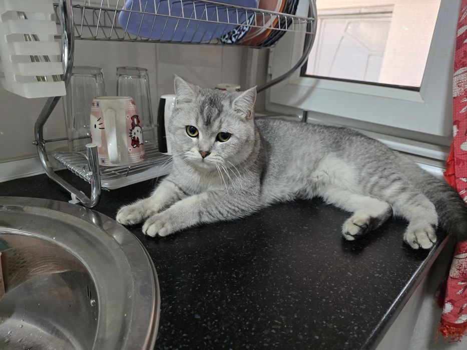 Обменяю на маленького котенка этой же пароды