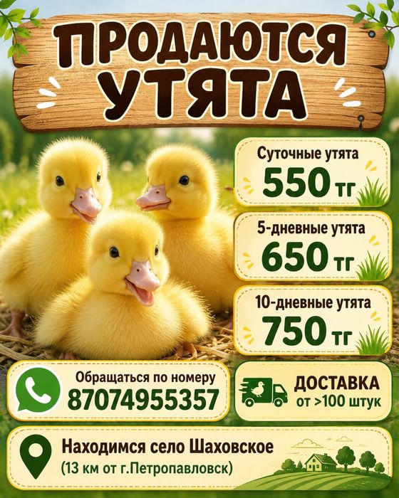 Утята разных возрастов