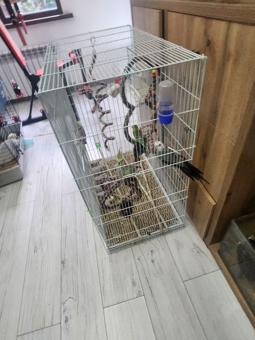 Попугаи кореллы.