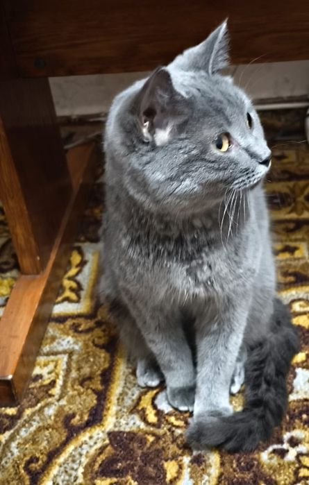 Красивая Кошечка