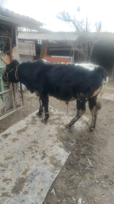 Бука бычок 1 жасар