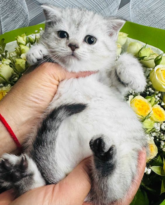 шиншиллы девочки