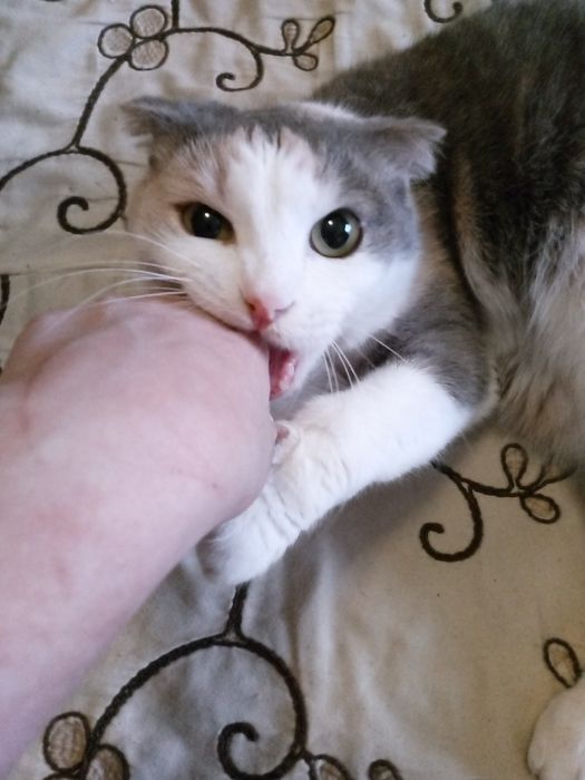 Отдам кошку за вкусняшки