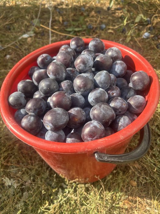 Продам тёрн, 1 ведро. Свежий урожай.