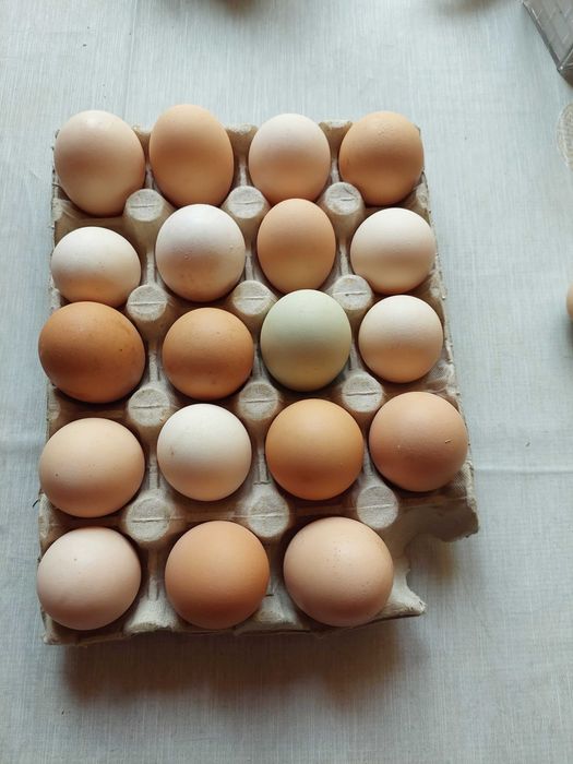 Ouă de la găini crescute în libertate cu furaj natural