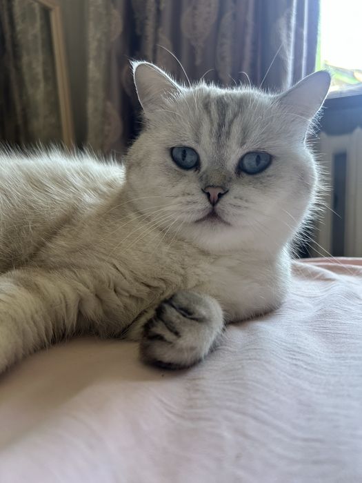 Котик ищет любящую семью