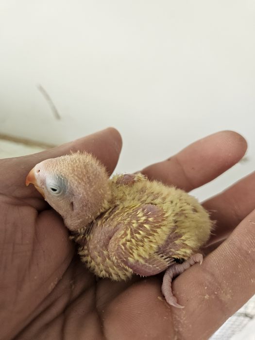 Pui papagali Agapornis si Calugar Crescuti sau pentru a fi crescuti la seringa