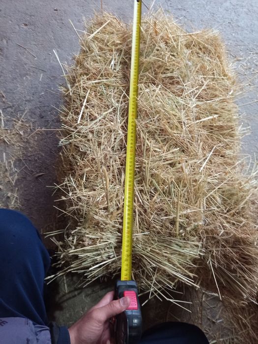 тог хашаги сони 50 дона