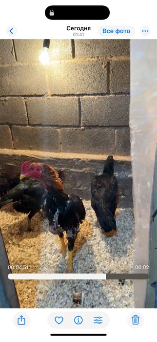 Майски шамо веетнам микс