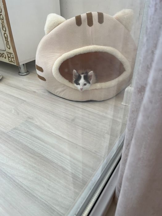 Кошка милая и ласковая