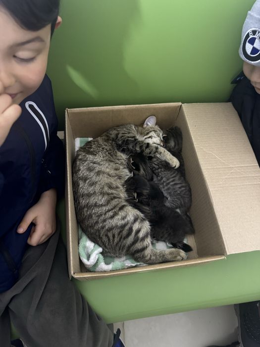 Котенок кот котята серые