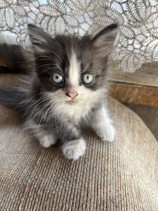 Отдам котят вислоухов