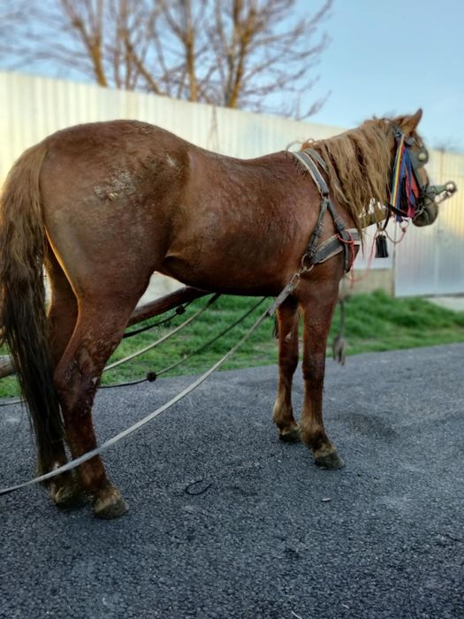 Vând un mânz de doi ani jumate ies cu trei în primăvară