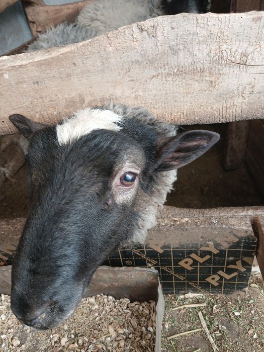 Романов Кучкорлари сотилади