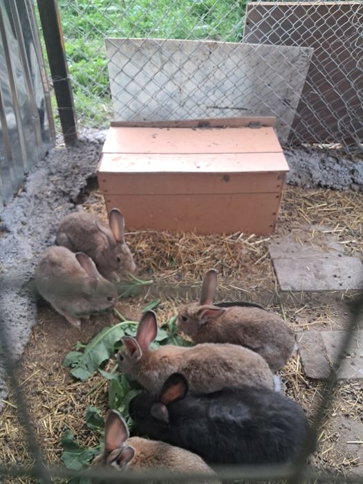 Кролики  продаются.