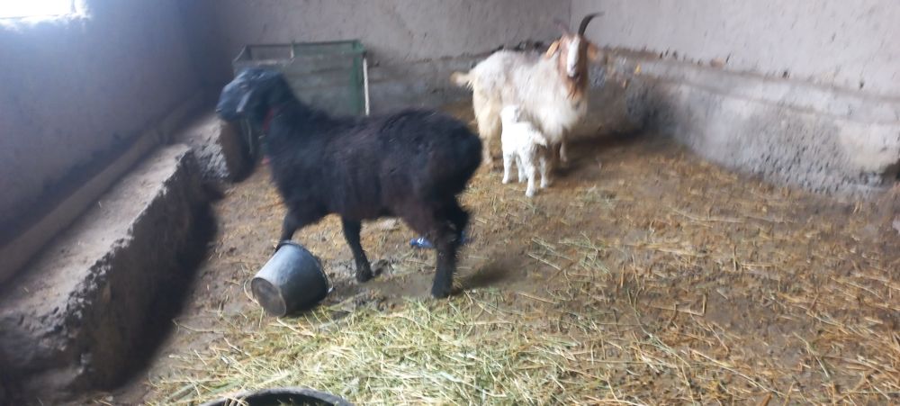 Surxon qochqori sotiladi zot uchun