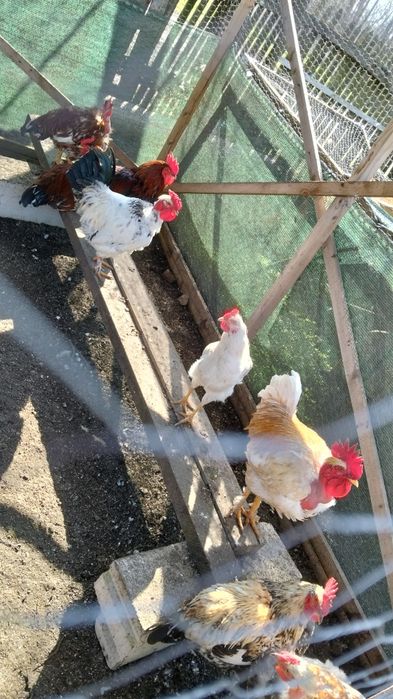 Vând cocoși de țară