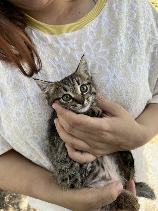 Отдам котят в хорошие руки