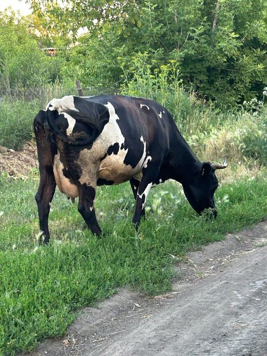 Продам дойную корову